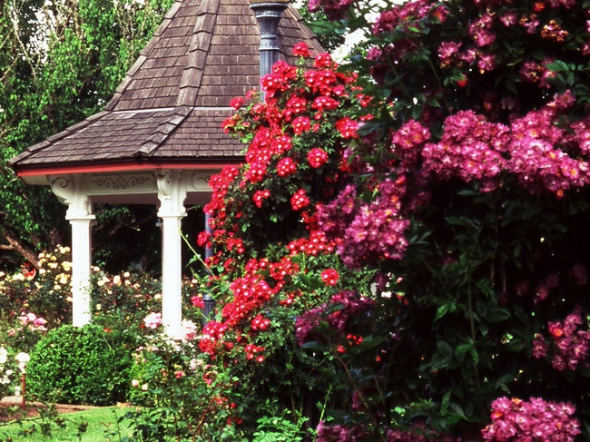 'Bush's Pasture Park, Rose Garden'  photo