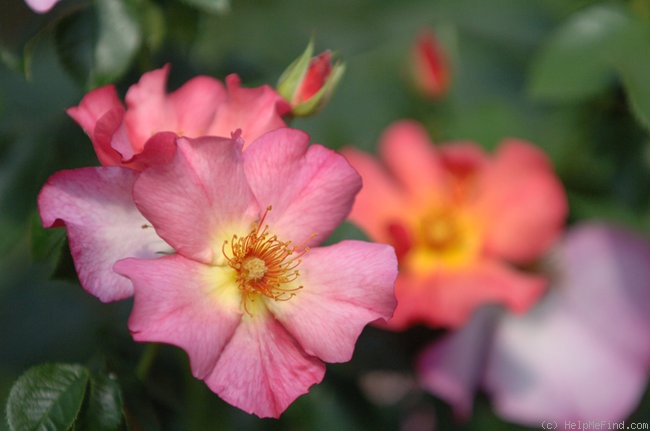 'Pretty Sunrise' rose photo