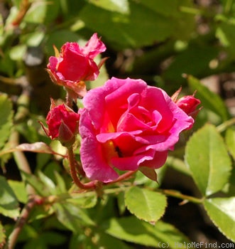 'Étoile Luisante' rose photo