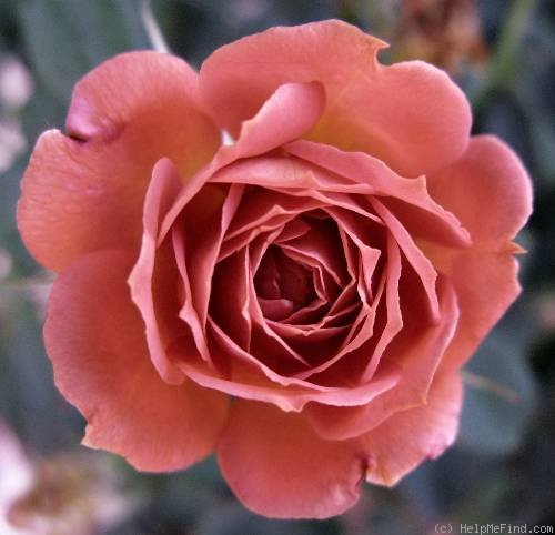 'Cinnamon Delight ™' rose photo