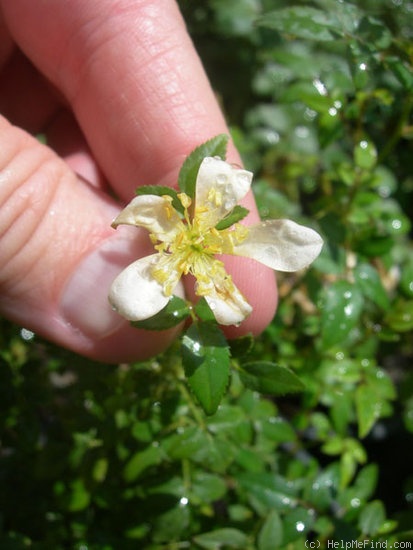 'AMCXHER' rose photo