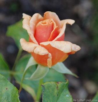 'Madame Henri Gravereaux (hybrid tea, Barbier, 1925)' rose, click to enlarge 'Madame Henri Gravereaux (hybrid tea, Barbier, 1925)' rose photo