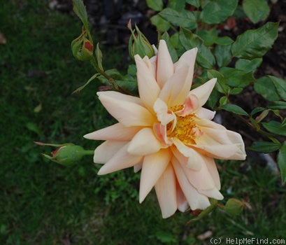 'Madame Henri Gravereaux (hybrid tea, Barbier, 1925)' rose, click to enlarge 'Madame Henri Gravereaux (hybrid tea, Barbier, 1925)' rose photo