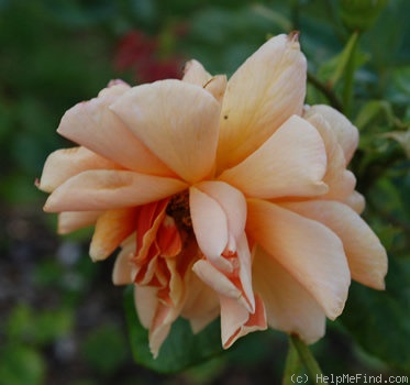 'Madame Henri Gravereaux (hybrid tea, Barbier, 1925)' rose photo