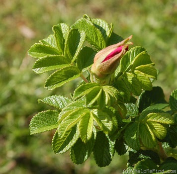 'Le Cid (hybrid rugosa, Vigneron, 1908)' rose, click to enlarge 'Le Cid (hybrid rugosa, Vigneron, 1908)' rose photo