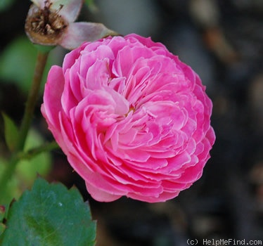 'Baby Rose' rose photo