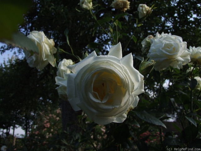 'Karen Blixen ™' rose photo