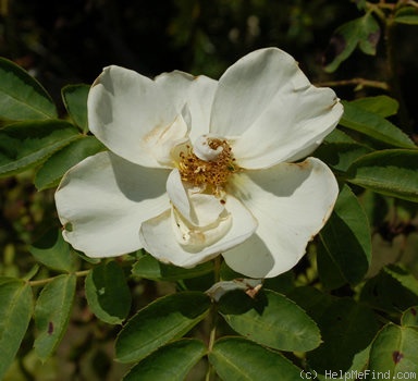 'Heinrich Keller' rose photo