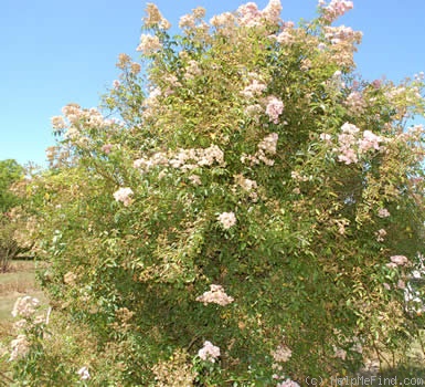 'Marie-Henriette' rose photo