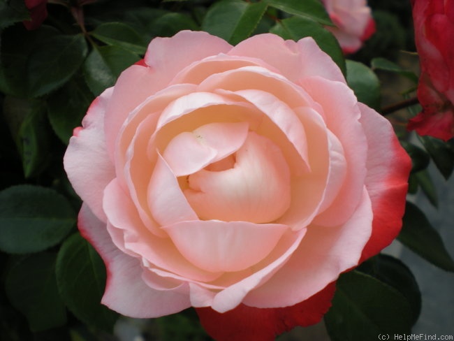 'Nostalgie ®' rose photo