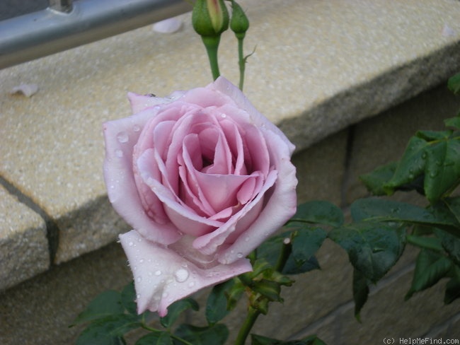 'Azubis ®' rose photo