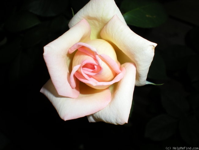 'The Lady' rose photo