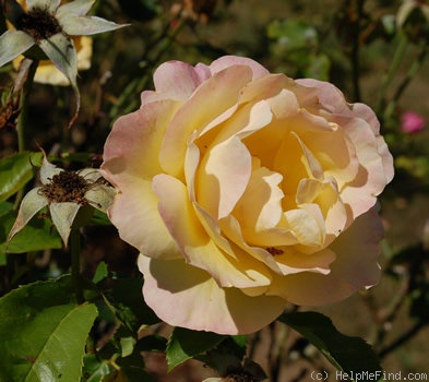 'Gideux' rose photo