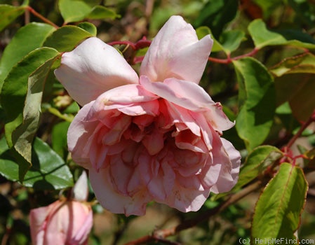 'Madame Emilie Charron' rose photo