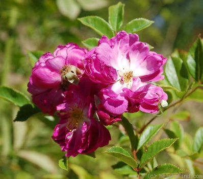 'Mosel' rose photo