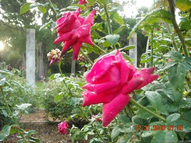 'Swarthmore' rose photo