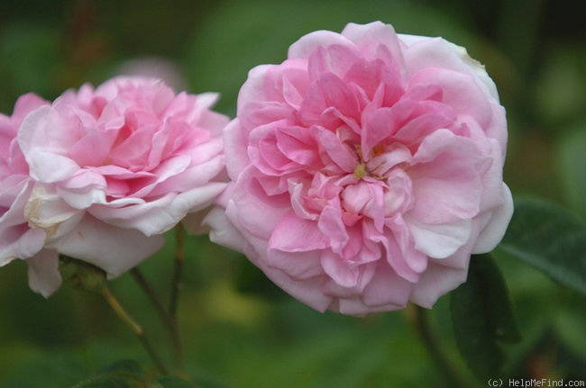 'Ispahan (damask, Unknown, before 1827)' rose photo