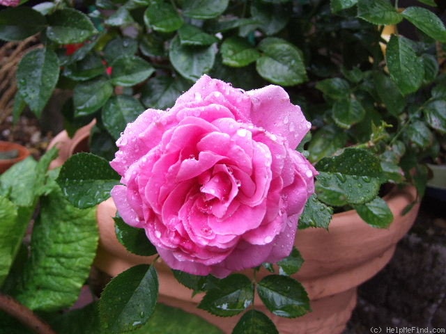 'Sonderskov' rose photo