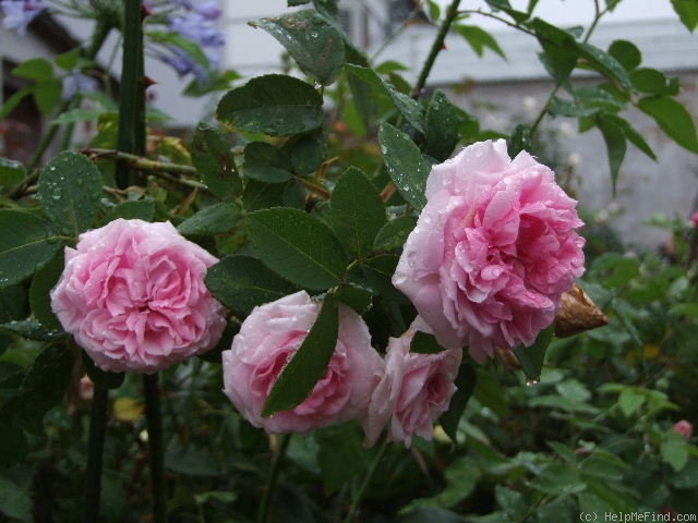 'Comte de Chambord - in commerce (possibly 'Mme Boll')' rose photo