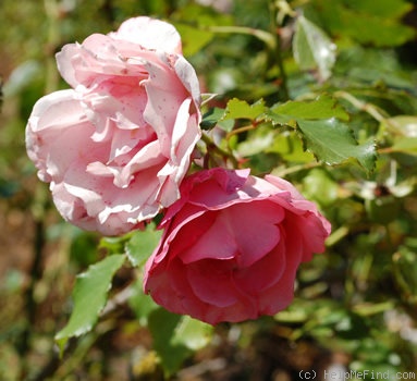 'Nathalie (Noisette, Vibert 1835)' rose photo
