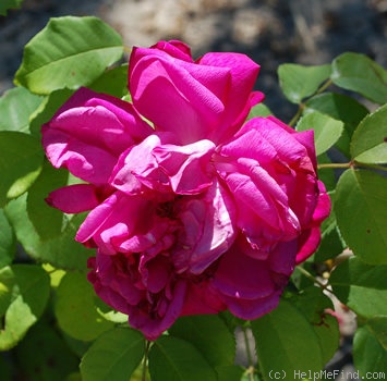 'Souvenir du Rosiériste Gonod' rose, click to enlarge 'Souvenir du Rosiériste Gonod' rose photo