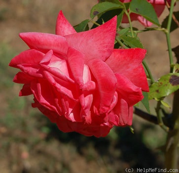 'Edith de Martinelli, Cl. ®' rose photo
