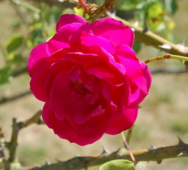 'General MacArthur' rose photo