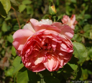 'Comtesse de Bouchaud' rose photo