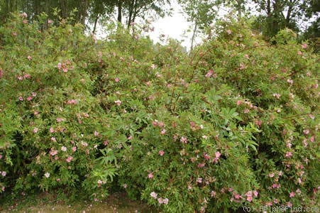 '<i>Rosa palustris</i> var. <i>nuttalliana</i> hort. ex Rehder' rose photo