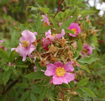 '<i>Rosa palustris</i> var. <i>nuttalliana</i> hort. ex Rehder' rose photo