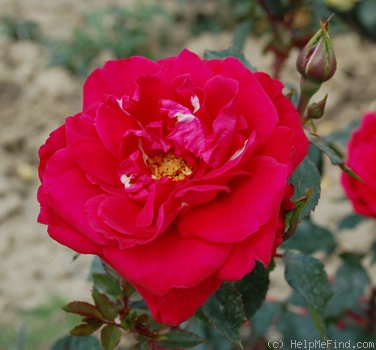 'Étendard' rose photo