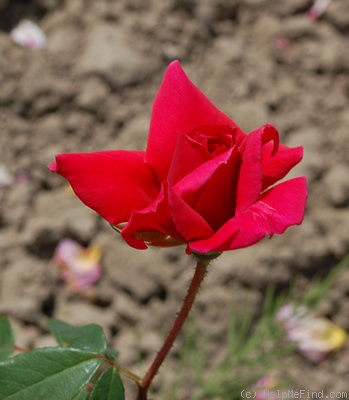 'Grande Duchesse Charlotte' rose photo