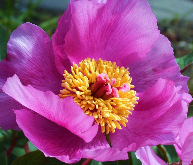 'P. cambessedesii' peony photo