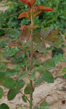 'Souvenir du Docteur Jamain (Hybrid Perpetual, LaCharme, 1865)' rose photo