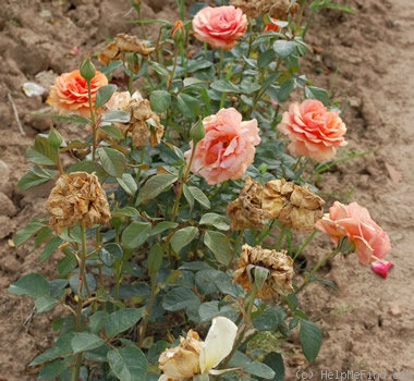 'Bora Bora ®' rose photo