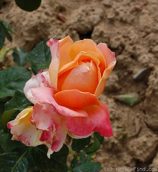 'Aimé Jacquet' rose photo