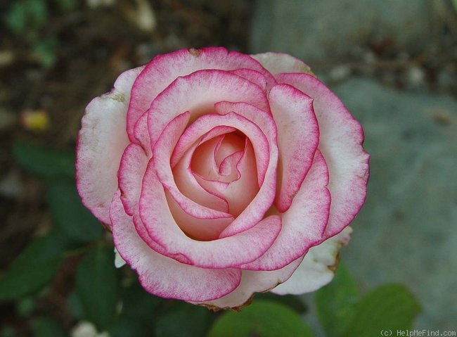 'Attracta' rose photo