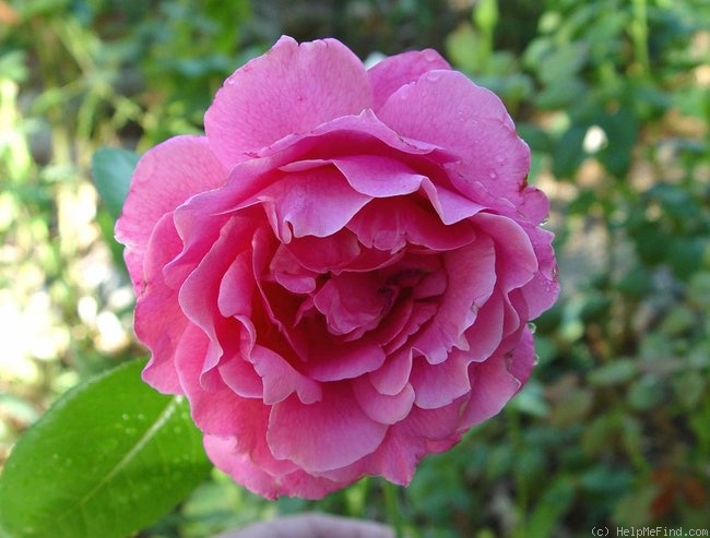 'Pink Favourite' rose photo
