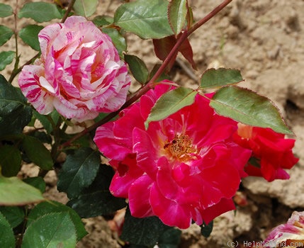 'Méli-mélo ®' rose photo