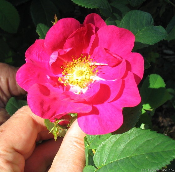 'Alika' rose photo