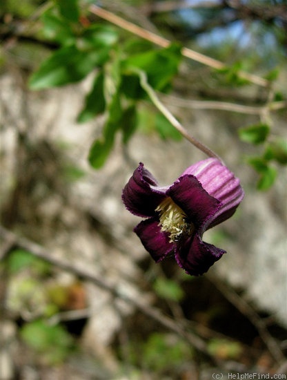 'C. pitcheri' clematis photo