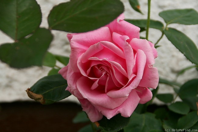 'Madame Caroline Testout, Cl.' rose photo