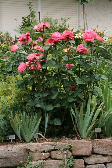 'Aachener Dom' rose photo
