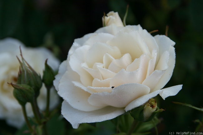 'Edelweiss ® (floribunda, Poulsen, 1969)' rose photo