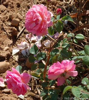 'Jardins de Viels Maisons ®' rose photo