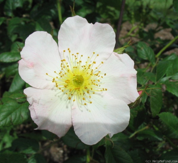 'Ames Climber' rose photo