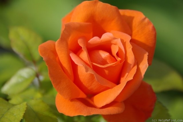 'Annick' rose photo