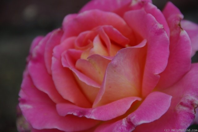 'Audrey Wilcox' rose photo