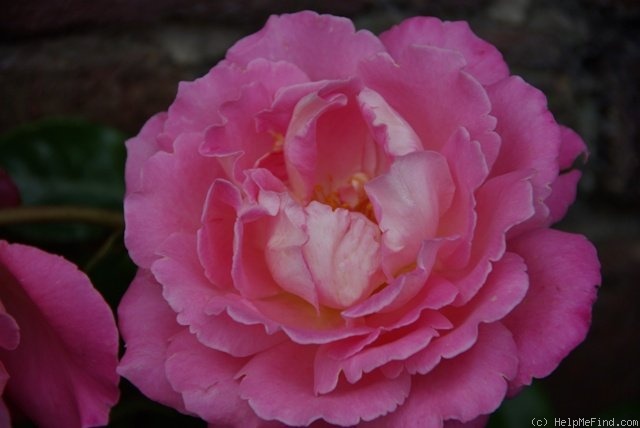 'Audrey Wilcox' rose photo