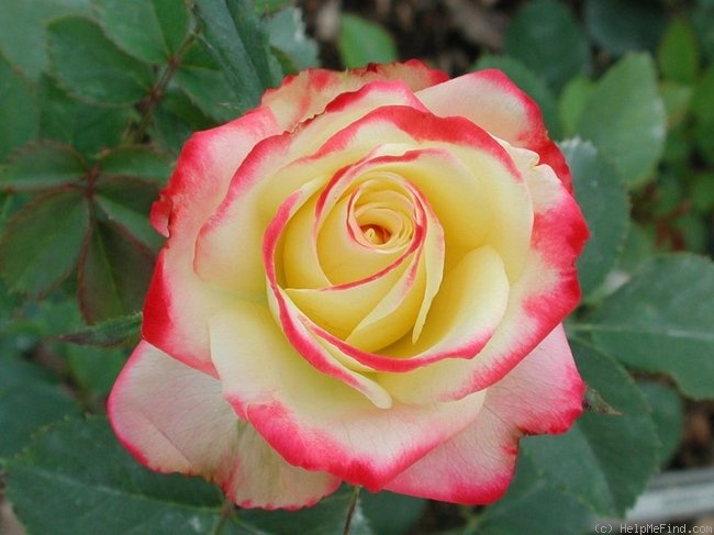 'Abby's Angel' rose photo